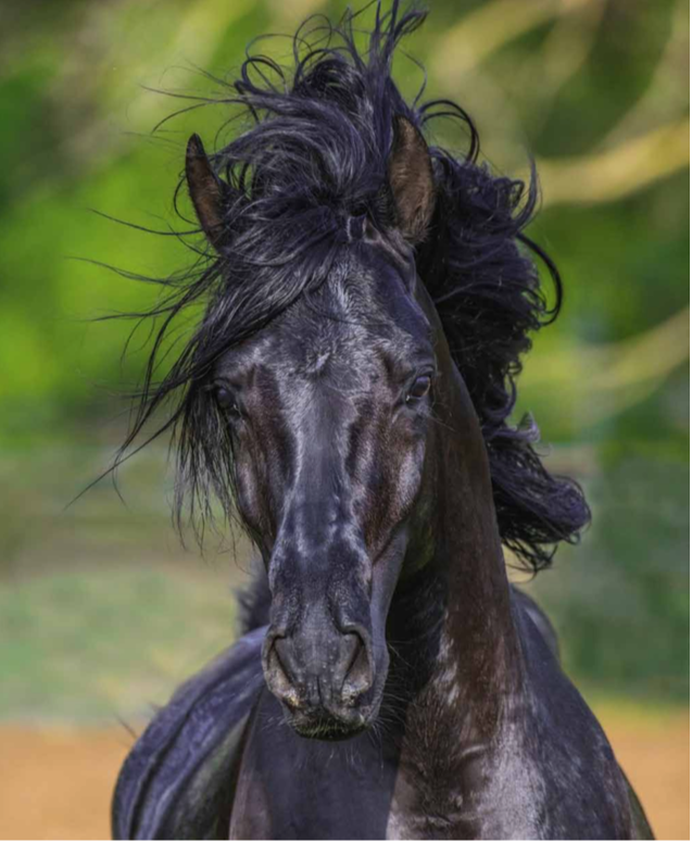 Patrice Gueritot - Photographe Confrontation