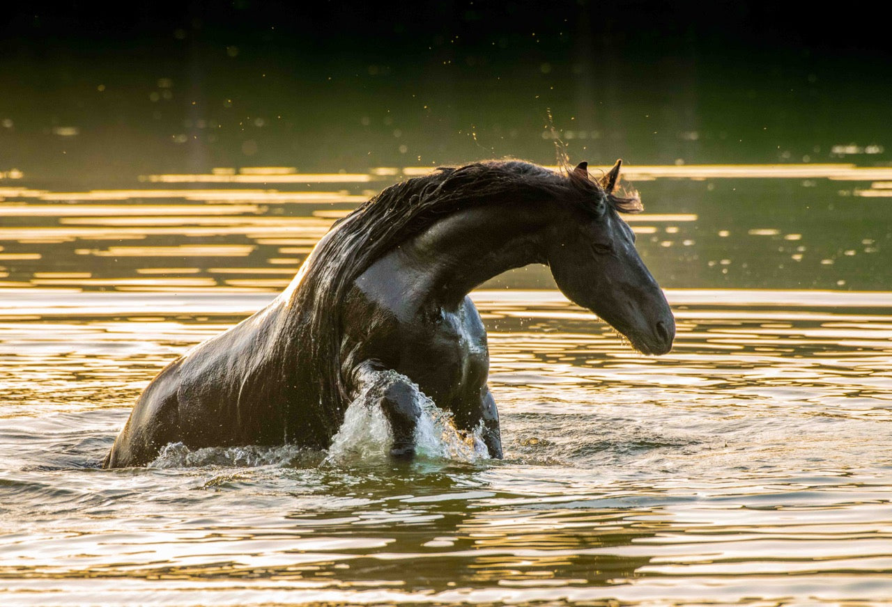 Patrice Gueritot- Photographe Livre Cavalcades