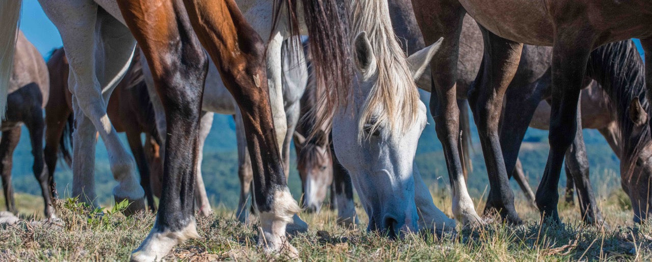 Patrice Gueritot- Photographe Livre Cavalcades