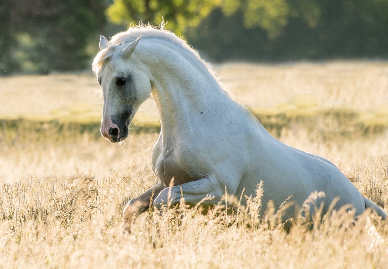 Patrice Gueritot- Photographe Livre Cavalcades