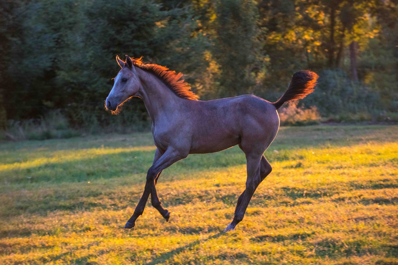 Patrice Gueritot- Photographe Livre Cavalcades