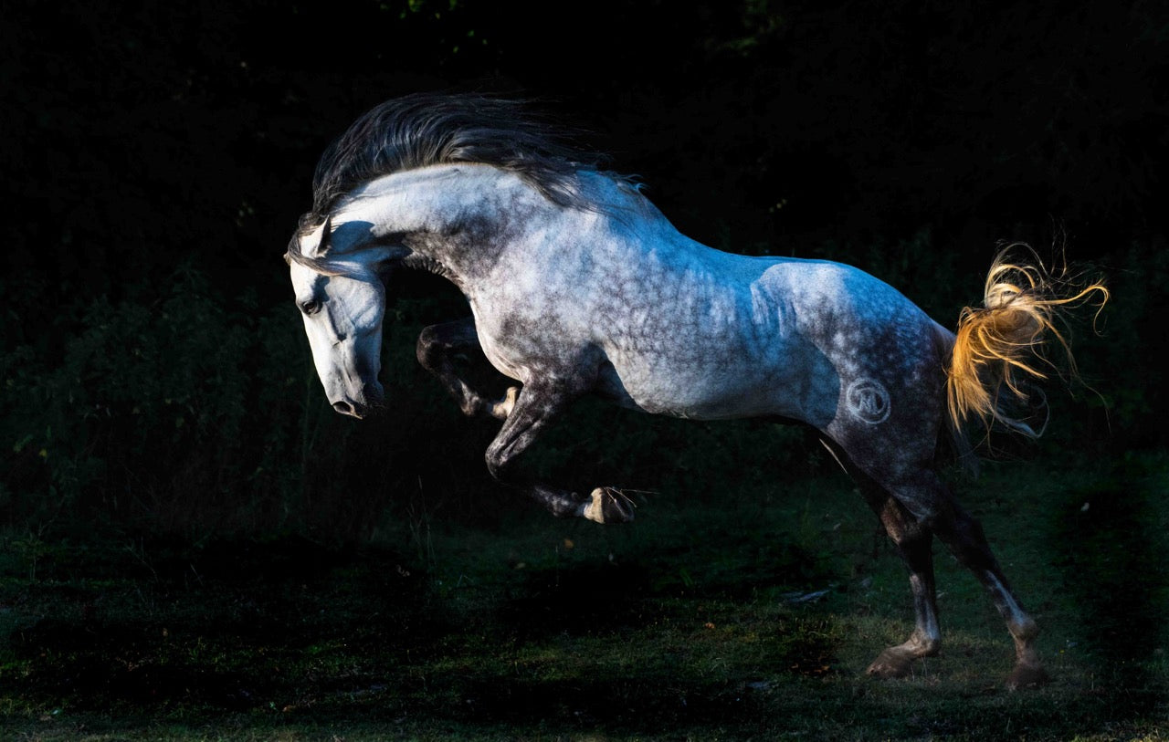 Patrice Gueritot- Photographe Livre Cavalcades