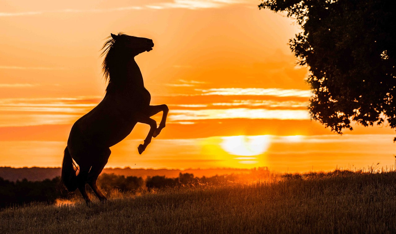 Patrice Gueritot- Photographe Livre Cavalcades
