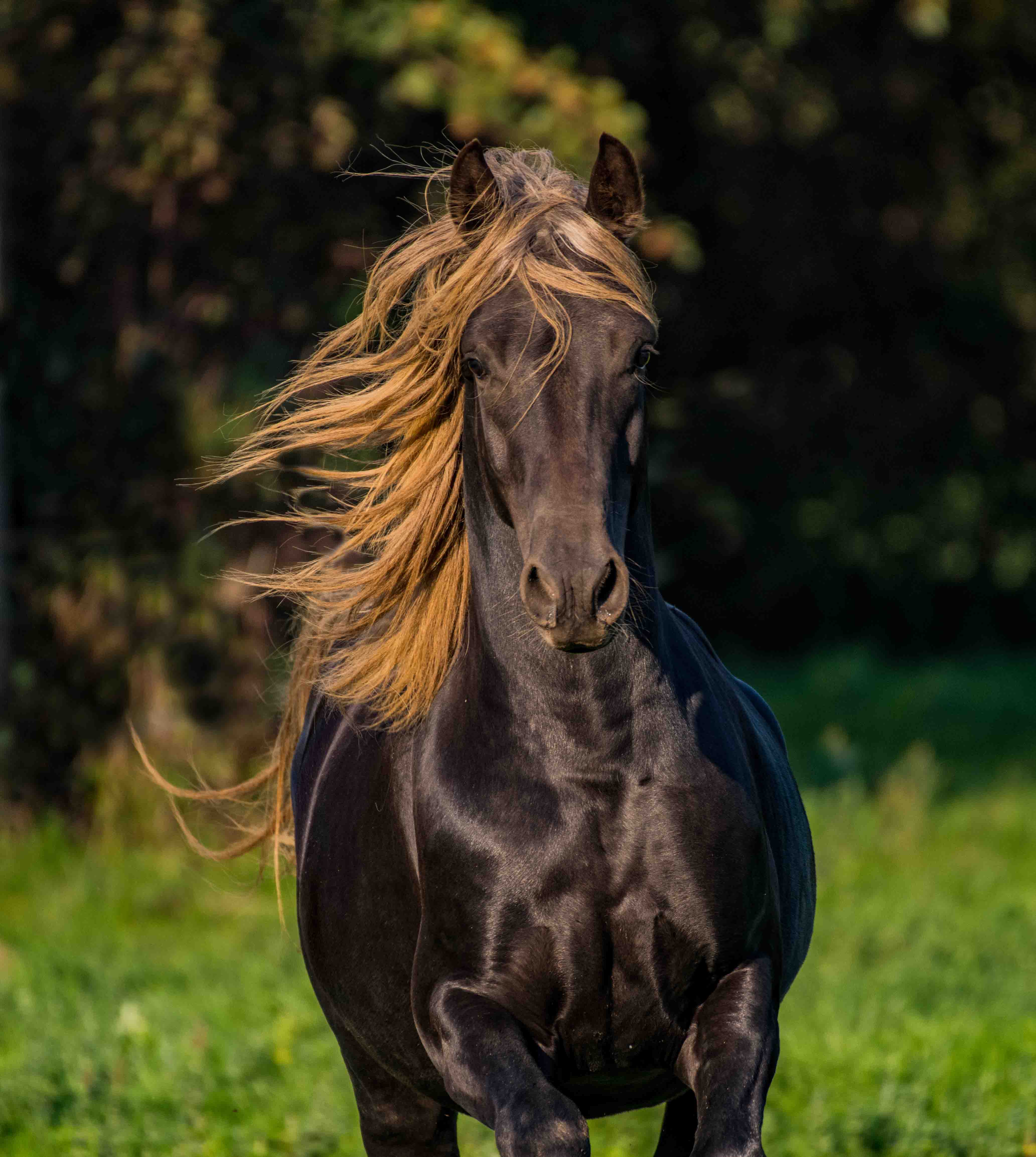 Patrice Gueritot- Photographe Livre Cavalcades