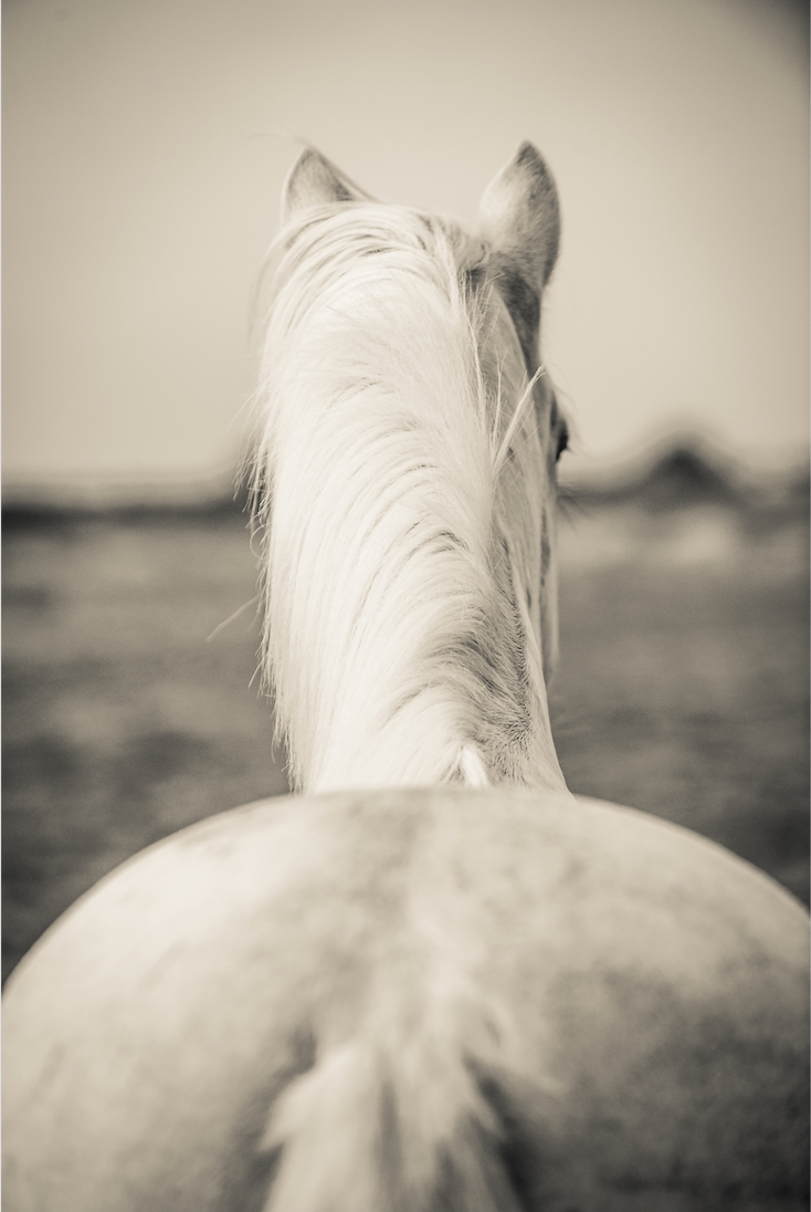 Patrice Gueritot - Photographe L'arlesienne