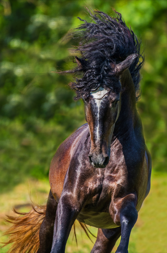 Patrice Gueritot - Photographe L'Andalou