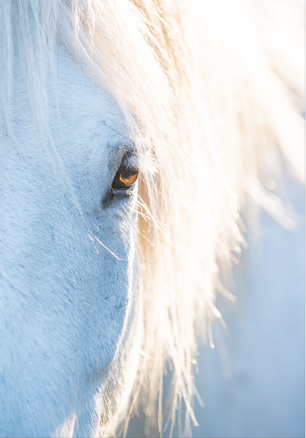 Patrice Gueritot - Photographe L'immaculée
