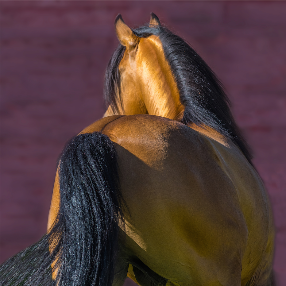 Patrice Gueritot - Photographe Le Marrachi