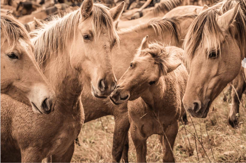 Patrice Gueritot - Photographe Le Bisou