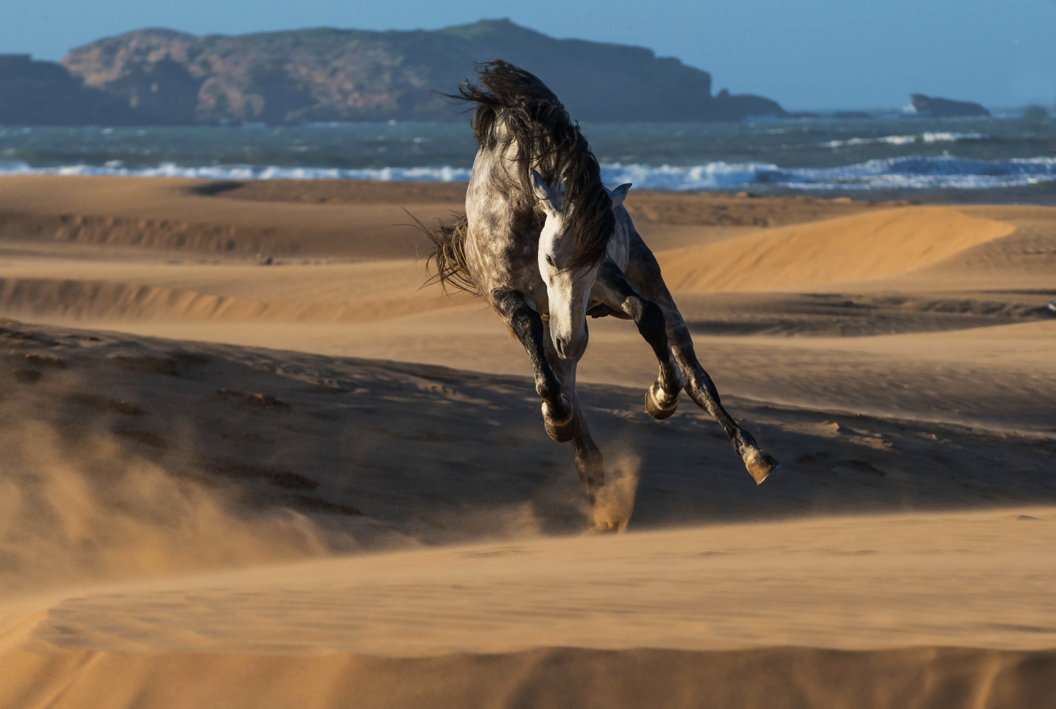 Patrice Gueritot - Photographe Sultan of swings